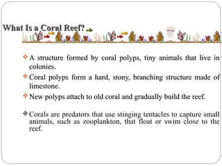 What Is a Coral Reef?What Is a Coral Reef?
 A structure formed by coral polyps, tiny animals that live inA structure formed by coral polyps, tiny animals that live in
colonies.colonies.
 Coral polyps form a hard, stony, branching structure made ofCoral polyps form a hard, stony, branching structure made of
limestone.limestone.
 New polyps attach to old coral and gradually build the reef.New polyps attach to old coral and gradually build the reef.
Corals are predators that use stinging tentacles to capture small
animals, such as zooplankton, that float or swim close to the
reef.
 