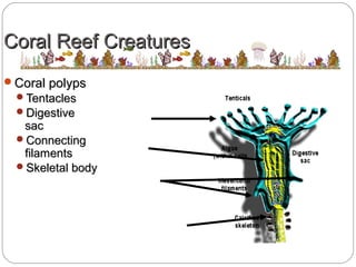 Coral Reef CreaturesCoral Reef Creatures
Coral polypsCoral polyps
TentaclesTentacles
DigestiveDigestive
sacsac
ConnectingConnecting
filamentsfilaments
Skeletal bodySkeletal body
 
