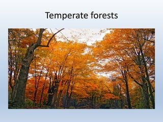Temperate forests
 
