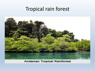 Tropical rain forest
 