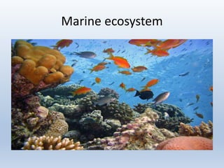 Marine ecosystem
 