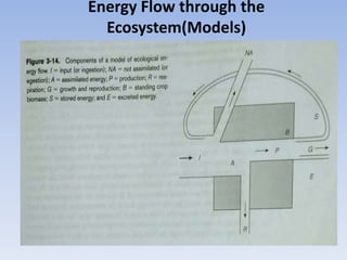 Energy Flow through the
Ecosystem(Models)
 