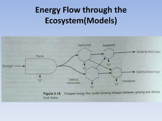 Energy Flow through the
Ecosystem(Models)
 