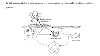  Partially decomposed dead organic matter and even the decomposers are consumed by detritivores and their
predators.
 