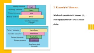 2. Pyramid of biomass:
It is based upon the total biomass (dry
matter) at each trophic level in a food
chain.
 