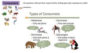 All organisms which get their organic food by feeding upon other organisms are called
consumers.
 