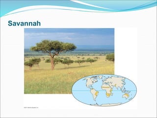 Savannah
 