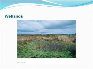 Wetlands
 