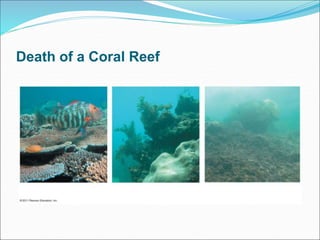 Death of a Coral Reef
 