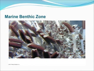 Marine Benthic Zone
 