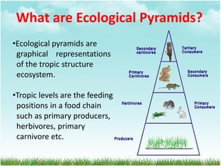 What are Ecological Pyramids?
•Ecological pyramids are
graphical representations
of the tropic structure
ecosystem.
•Tropic levels are the feeding
positions in a food chain
such as primary producers,
herbivores, primary
carnivore etc.
 
