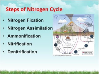Steps of Nitrogen Cycle
• Nitrogen Fixation
• Nitrogen Assimilation
• Ammonification
• Nitrification
• Denitrification
 