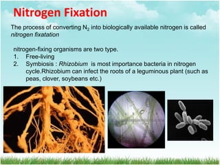 Nitrogen Fixation
The process of converting N2 into biologically available nitrogen is called
nitrogen fixatation
nitrogen-fixing organisms are two type.
1. Free-living
2. Symbiosis : Rhizobium is most importance bacteria in nitrogen
cycle.Rhizobium can infect the roots of a leguminous plant (such as
peas, clover, soybeans etc.)
 