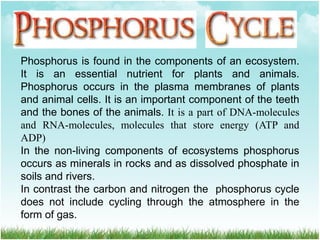 Phosphorus is found in the components of an ecosystem.
It is an essential nutrient for plants and animals.
Phosphorus occurs in the plasma membranes of plants
and animal cells. It is an important component of the teeth
and the bones of the animals. It is a part of DNA-molecules
and RNA-molecules, molecules that store energy (ATP and
ADP)
In the non-living components of ecosystems phosphorus
occurs as minerals in rocks and as dissolved phosphate in
soils and rivers.
In contrast the carbon and nitrogen the phosphorus cycle
does not include cycling through the atmosphere in the
form of gas.
 