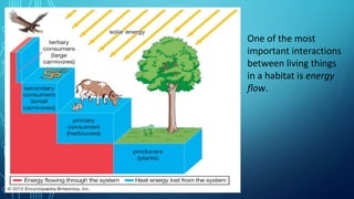 One of the most
important interactions
between living things
in a habitat is energy
flow.
 