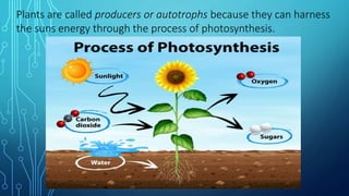 Plants are called producers or autotrophs because they can harness
the suns energy through the process of photosynthesis.
 