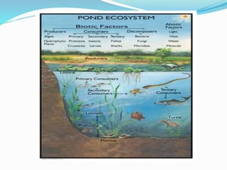 Ecosystem | PPTX
