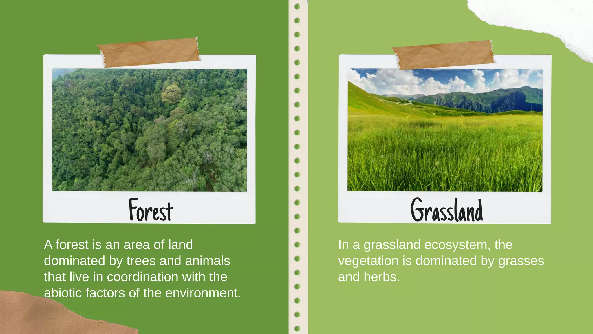 A forest is an area of land
dominated by trees and animals
that live in coordination with the
abiotic factors of the environment.
In a grassland ecosystem, the
vegetation is dominated by grasses
and herbs.
Forest Grassland
 