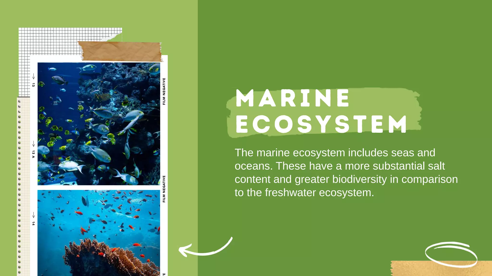 The marine ecosystem includes seas and
oceans. These have a more substantial salt
content and greater biodiversity in comparison
to the freshwater ecosystem.
 