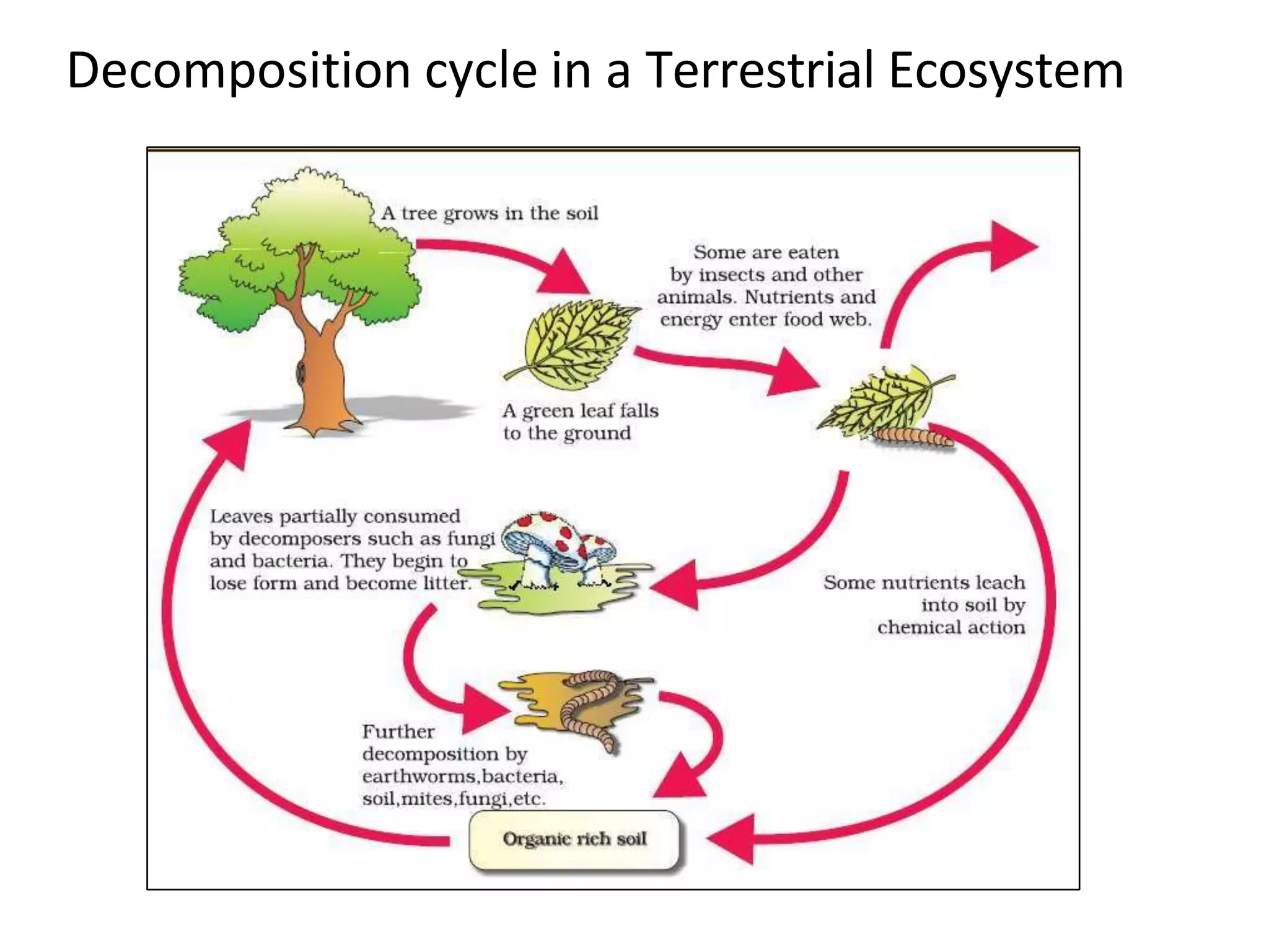 Decomposition cycle in a Terrestrial Ecosystem
 