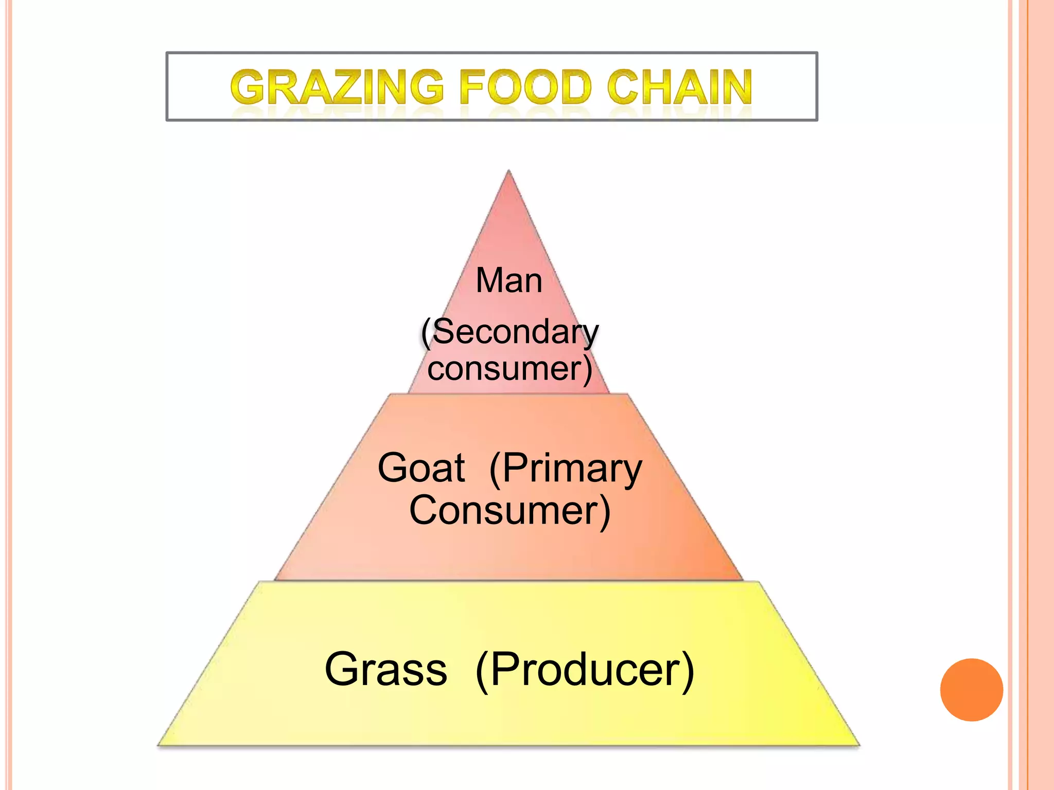 Man
(Secondary
consumer)
Goat (Primary
Consumer)
Grass (Producer)
 