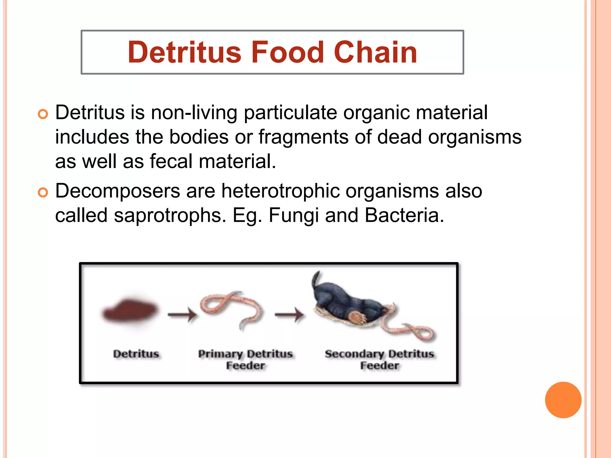  Detritus is non-living particulate organic material
includes the bodies or fragments of dead organisms
as well as fecal material.
 Decomposers are heterotrophic organisms also
called saprotrophs. Eg. Fungi and Bacteria.
Detritus Food Chain
 
