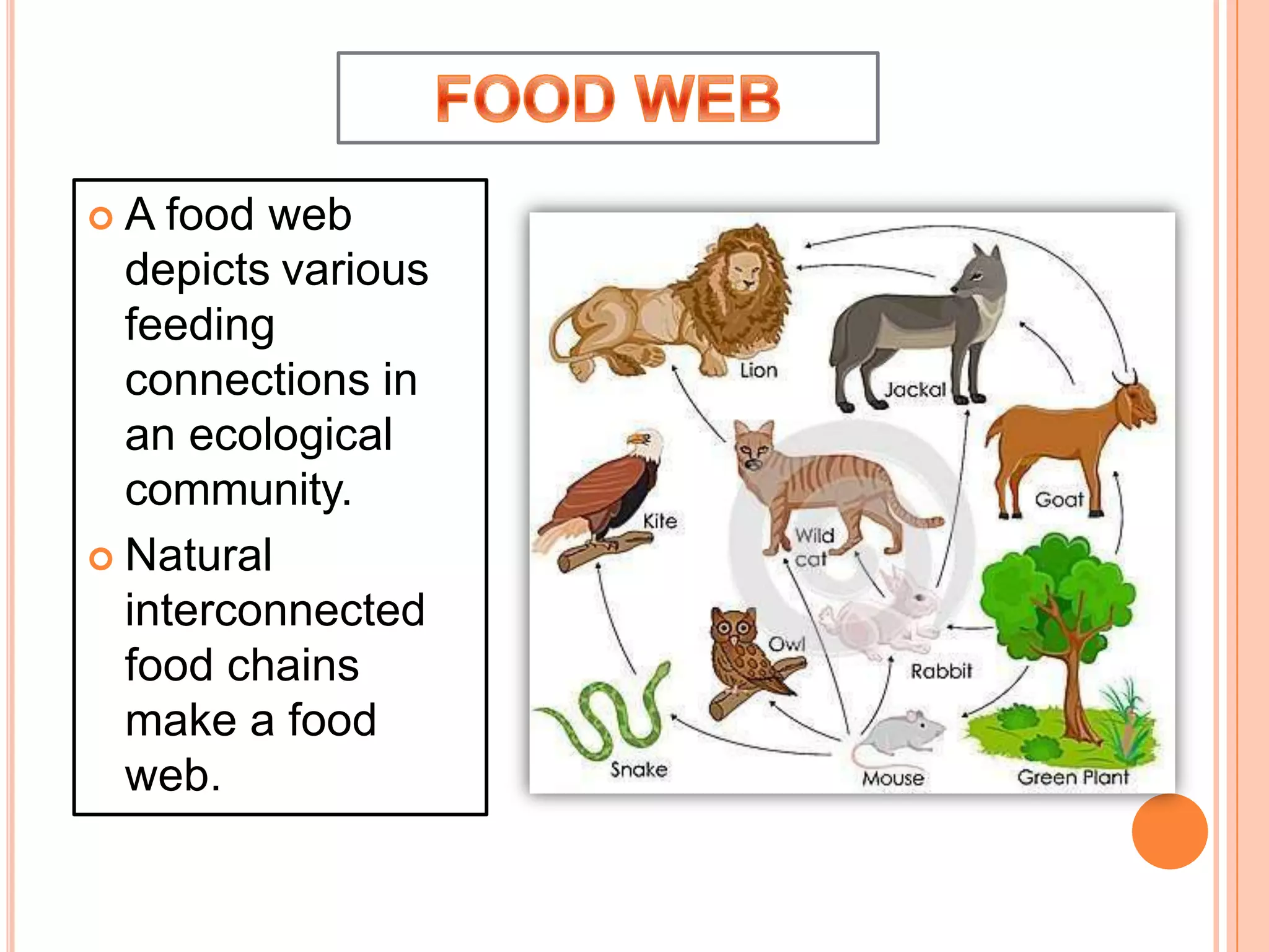  A food web
depicts various
feeding
connections in
an ecological
community.
 Natural
interconnected
food chains
make a food
web.
 