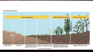 ECOSYSTEM,ENVIRONMENT,FOOD CHAIN,FOOD WEB Biology Diagrams