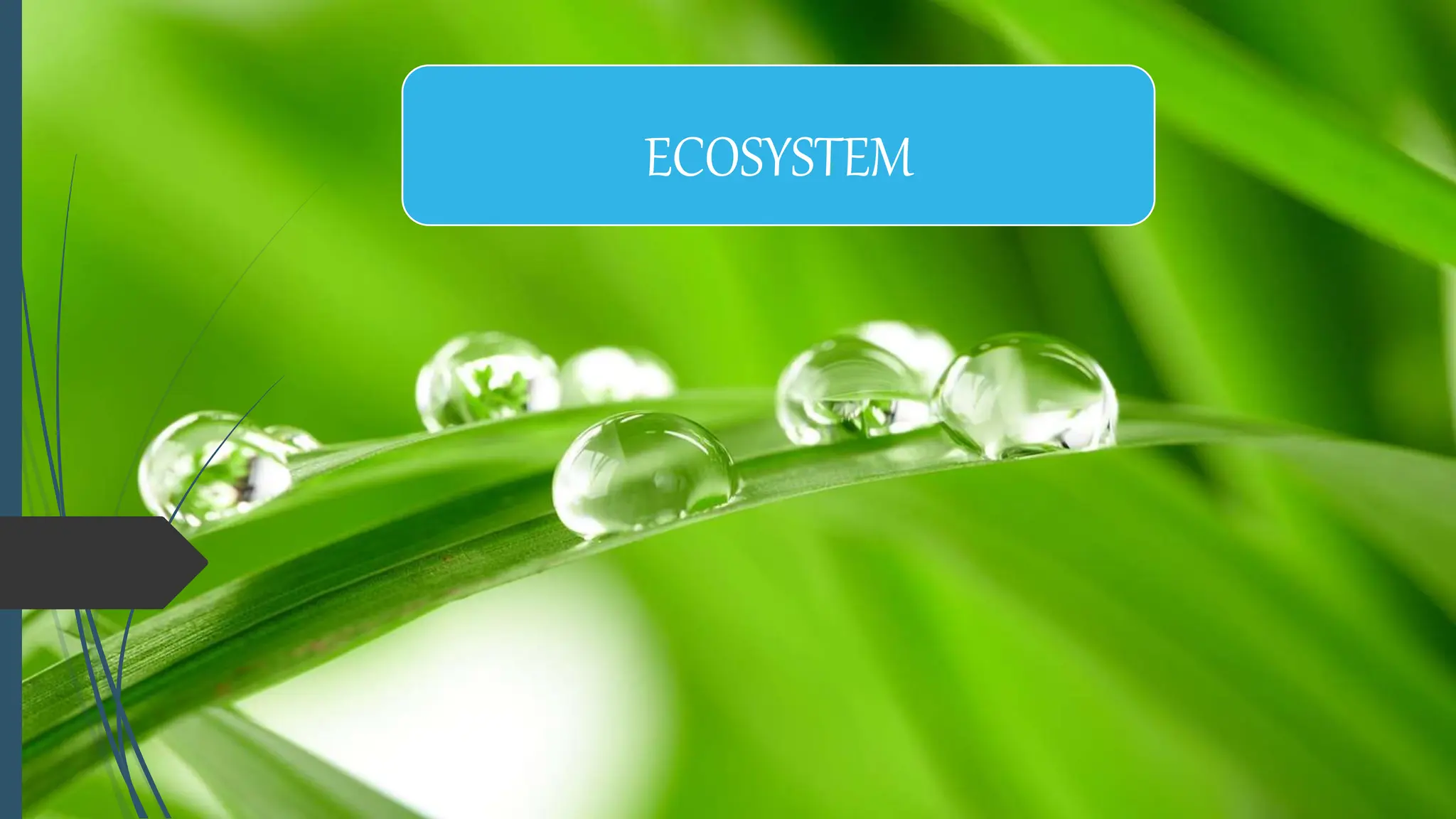 ECOSYSTEM
 