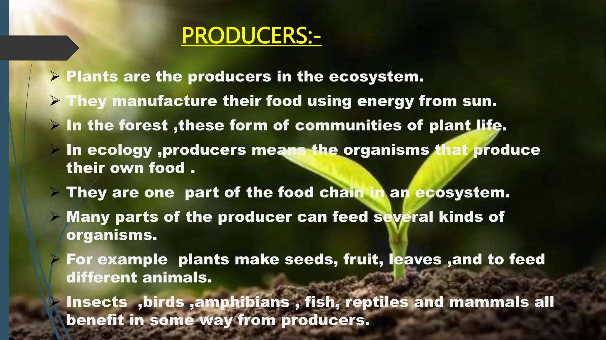 PRODUCERS:-
 Plants are the producers in the ecosystem.
 They manufacture their food using energy from sun.
 In the forest ,these form of communities of plant life.
 In ecology ,producers means the organisms that produce
their own food .
 They are one part of the food chain in an ecosystem.
 Many parts of the producer can feed several kinds of
organisms.
 For example plants make seeds, fruit, leaves ,and to feed
different animals.
 Insects ,birds ,amphibians , fish, reptiles and mammals all
benefit in some way from producers.
 