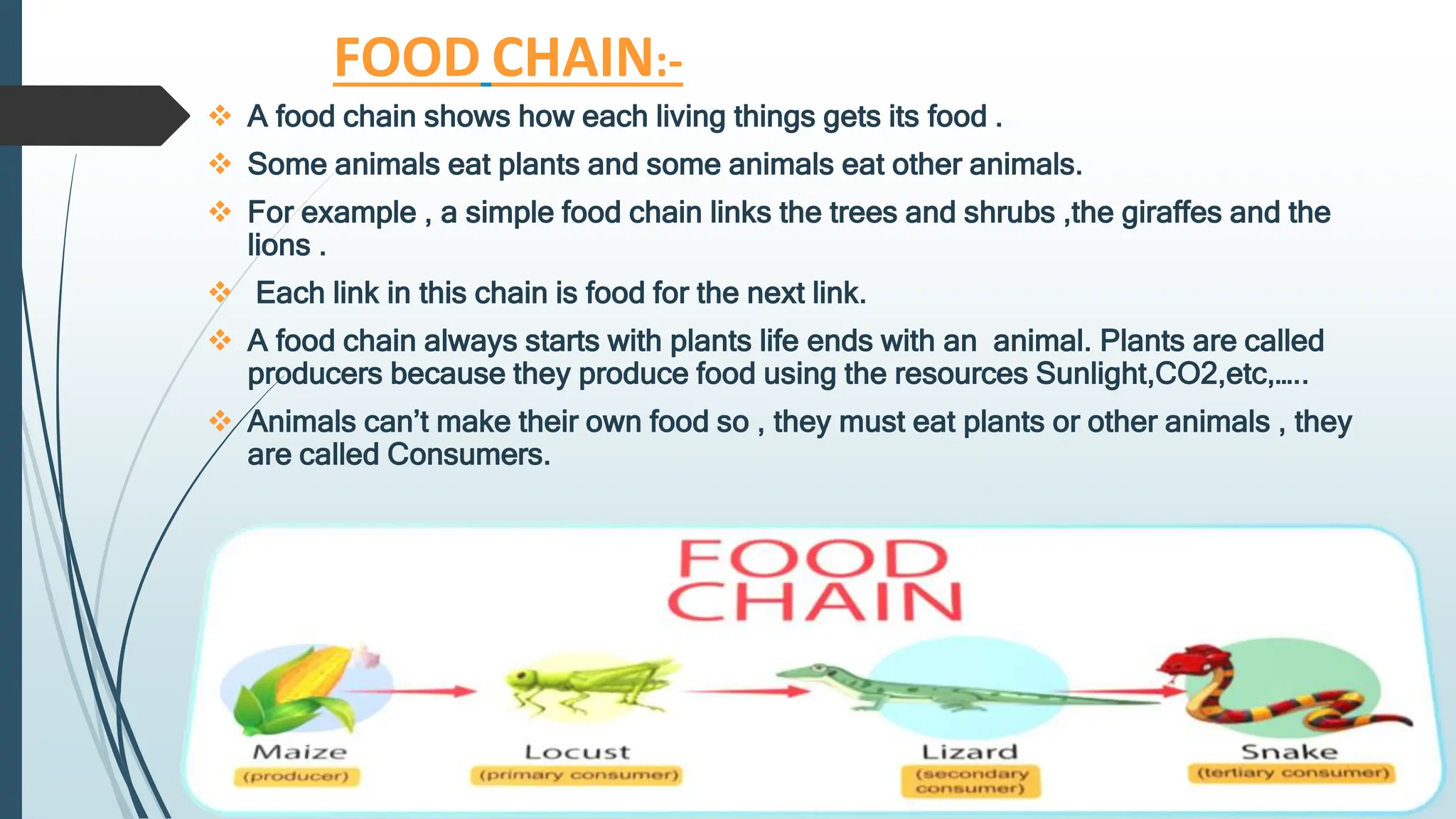 FOOD CHAIN:-
 A food chain shows how each living things gets its food .
 Some animals eat plants and some animals eat other animals.
 For example , a simple food chain links the trees and shrubs ,the giraffes and the
lions .
 Each link in this chain is food for the next link.
 A food chain always starts with plants life ends with an animal. Plants are called
producers because they produce food using the resources Sunlight,CO2,etc,…..
 Animals can’t make their own food so , they must eat plants or other animals , they
are called Consumers.
 