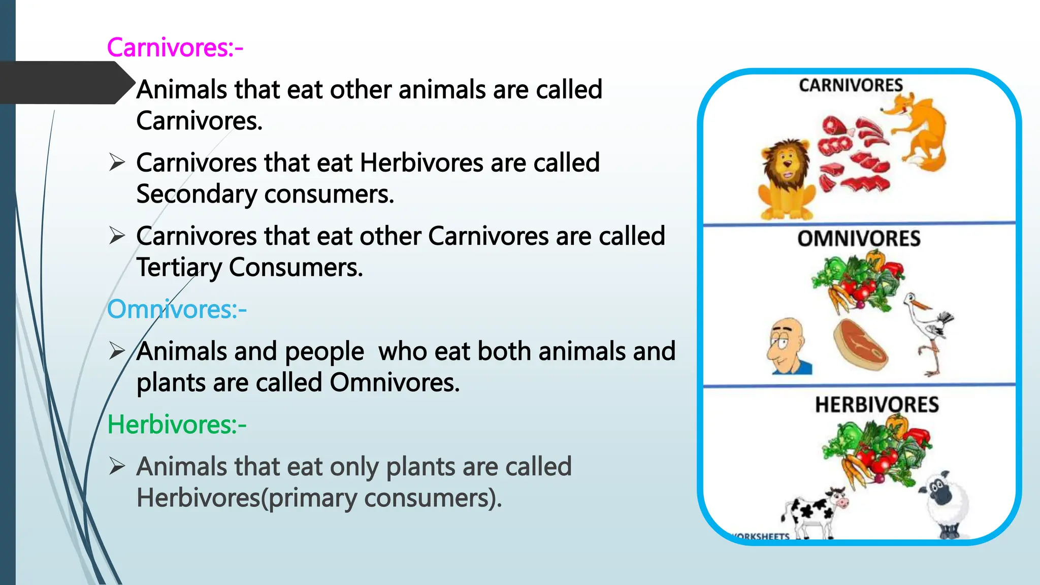 Carnivores:-
 Animals that eat other animals are called
Carnivores.
 Carnivores that eat Herbivores are called
Secondary consumers.
 Carnivores that eat other Carnivores are called
Tertiary Consumers.
Omnivores:-
 Animals and people who eat both animals and
plants are called Omnivores.
Herbivores:-
 Animals that eat only plants are called
Herbivores(primary consumers).
 
