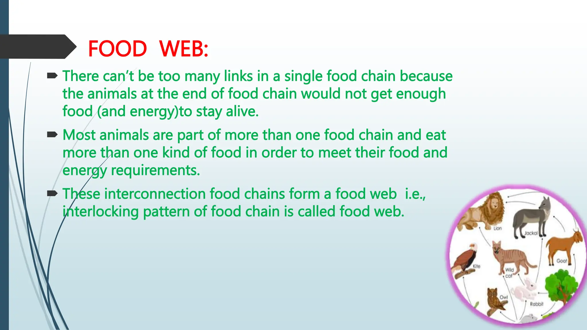FOOD WEB:
 There can’t be too many links in a single food chain because
the animals at the end of food chain would not get enough
food (and energy)to stay alive.
 Most animals are part of more than one food chain and eat
more than one kind of food in order to meet their food and
energy requirements.
 These interconnection food chains form a food web i.e.,
interlocking pattern of food chain is called food web.
 