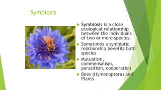 Symbiosis
 Symbiosis is a close
ecological relationship
between the individuals
of two or more species.
 Sometimes a symbiotic
relationship benefits both
species
 Mutualism,
commensalism,
parasitism, cooperation
 Bees (Hymenoptera) and
Plants
 