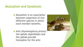 Mutualism and Symbiosis
 Mutualism is an association
between organisms of two
different species in which
each member benefits.
 Ants (Hymenoptera) protect
the aphids (Aphididae) and
the aphids provide
honeydew for the ants
 