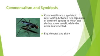 Commensalism and Symbiosis
 Commensalism is a symbiotic
relationship between two organisms
of different species in which one
derives some benefit while the
other is unaffected.
 E.g. remoras and shark
 