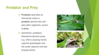 Predator and Prey
 Predation describes an
interaction where a
predator species kills and
eats other organisms, known
as prey.
 Sometimes, predators
themselves become preys
e.g. when a praying mantis
captures grasshopper and
the anole captures and eats
praying mantis.
 