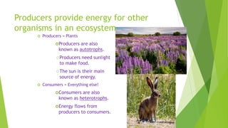 Producers provide energy for other
organisms in an ecosystem.
 Producers = Plants
Producers are also
known as autotrophs.
Producers need sunlight
to make food.
The sun is their main
source of energy.
 Consumers = Everything else!
Consumers are also
known as heterotrophs.
Energy flows from
producers to consumers.
 