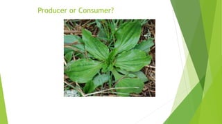 Producer or Consumer?
 