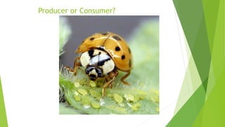 Producer or Consumer?
 