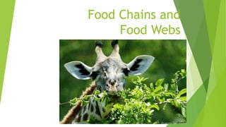 Food Chains and
Food Webs
 