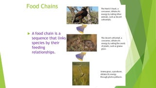 Food Chains
 A food chain is a
sequence that links
species by their
feeding
relationships.
 