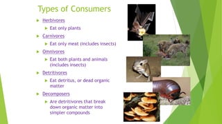 Types of Consumers
 Herbivores
 Eat only plants
 Carnivores
 Eat only meat (includes insects)
 Omnivores
 Eat both plants and animals
(includes insects)
 Detritivores
 Eat detritus, or dead organic
matter
 Decomposers
 Are detritivores that break
down organic matter into
simpler compounds
 