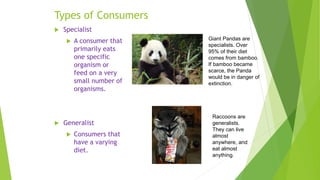 Types of Consumers
 Specialist
 A consumer that
primarily eats
one specific
organism or
feed on a very
small number of
organisms.
 Generalist
 Consumers that
have a varying
diet.
Giant Pandas are
specialists. Over
95% of their diet
comes from bamboo.
If bamboo became
scarce, the Panda
would be in danger of
extinction.
Raccoons are
generalists.
They can live
almost
anywhere, and
eat almost
anything.
 