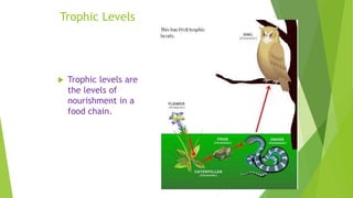 Trophic Levels
 Trophic levels are
the levels of
nourishment in a
food chain.
 