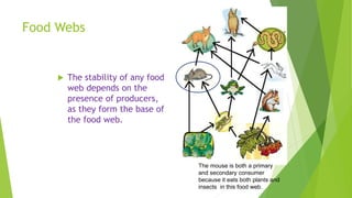 Food Webs
 The stability of any food
web depends on the
presence of producers,
as they form the base of
the food web.
The mouse is both a primary
and secondary consumer
because it eats both plants and
insects in this food web.
 