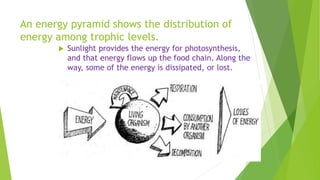 An energy pyramid shows the distribution of
energy among trophic levels.
 Sunlight provides the energy for photosynthesis,
and that energy flows up the food chain. Along the
way, some of the energy is dissipated, or lost.
 