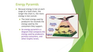 Energy Pyramids
 Because energy is lost at each
stage of a food chain, the
longer the chain is, the more
energy is lost overall.
 The total energy used by
producers far exceeds the
energy used by the
consumers they support.
 An energy pyramid is a
diagram that compares the
energy used by producers,
primary consumers, and
other trophic levels.
 