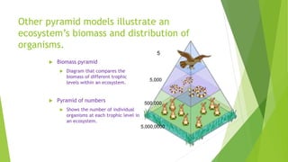 Other pyramid models illustrate an
ecosystem’s biomass and distribution of
organisms.
 Biomass pyramid
 Diagram that compares the
biomass of different trophic
levels within an ecosystem.
 Pyramid of numbers
 Shows the number of individual
organisms at each trophic level in
an ecosystem.
5,000,0000
500,000
5,000
5
 