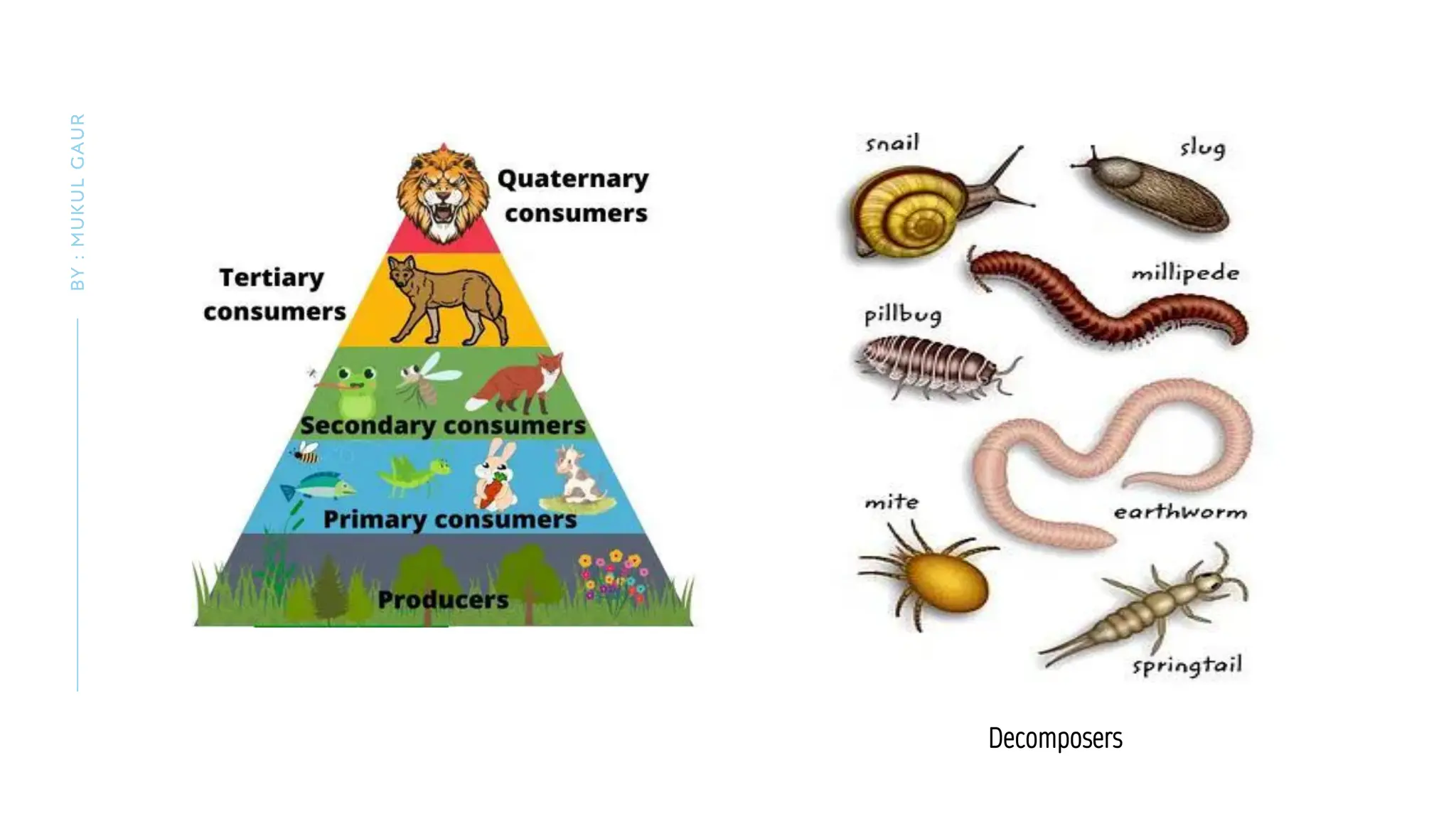 BY
:
MUKUL
GAUR
Decomposers
 